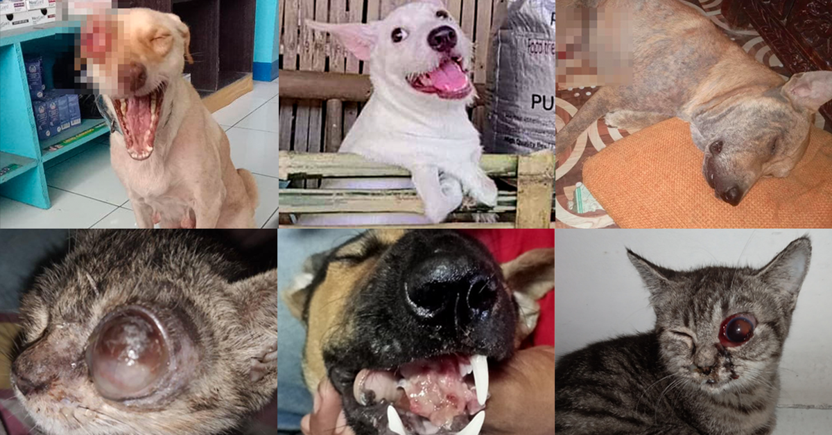 Our Fur Baby Pets Lives Depend on You to Live!
